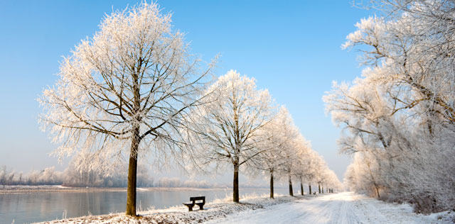 Rijn