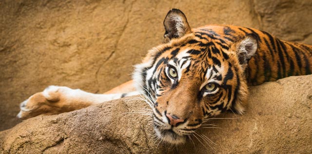 London Zoo
