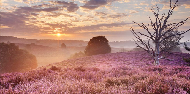 Veluwe